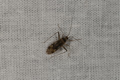 Phytocoris longipennis