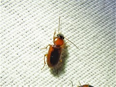 Stenolophus dissimilis