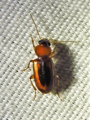 Stenolophus dissimilis