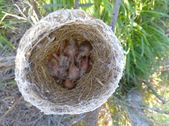Rhipidura leucophrys