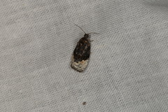 Apotomis betuletana