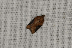 Acleris laterana