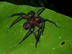 Sparassidae