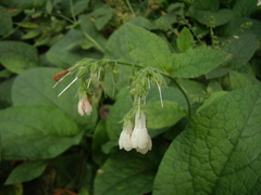 Symphytum × hidcotense