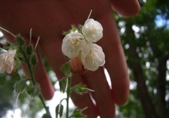 Symphytum × hidcotense