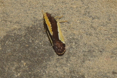 Plectoderini