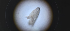 Pentastiridius
