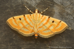 Notarcha tigrina