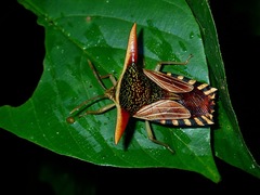Pygoplatys lancifer