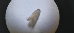 Pentastiridius