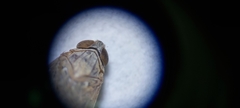 Pentastiridius