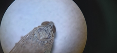 Pentastiridius