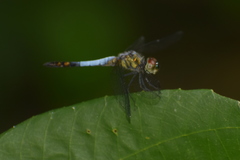 Brachydiplax farinosa