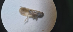 Pentastiridius