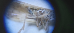 Pentastiridius