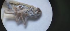 Pentastiridius