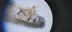 Pentastiridius