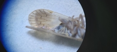 Pentastiridius
