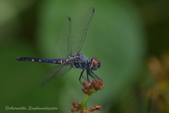Brachydiplax