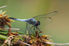 Brachydiplax sobrina