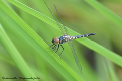 Brachydiplax