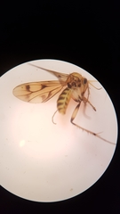 Anomalomyia guttata