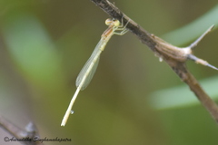 Agriocnemis lacteola