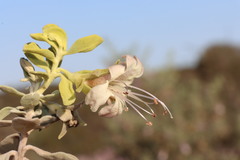 Eremophila forrestii