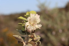 Eremophila forrestii
