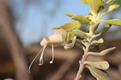 Eremophila forrestii