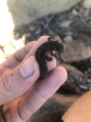 Pachydactylus maculatus