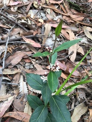 Leichhardtia suaveolens