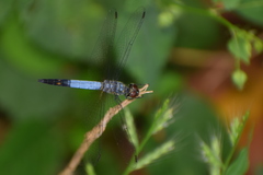 Brachydiplax farinosa