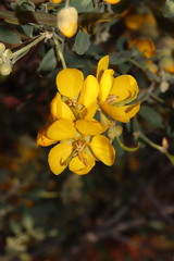 Senna artemisioides helmsii