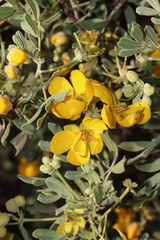 Senna artemisioides helmsii