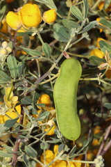 Senna artemisioides helmsii