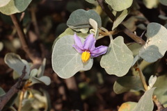 Solanum orbiculatum