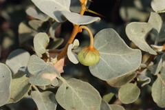 Solanum orbiculatum