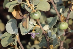 Solanum orbiculatum