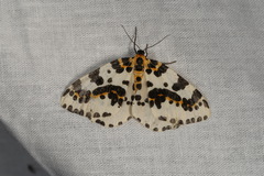 Abraxas grossulariata