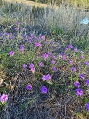 Glandularia aristigera