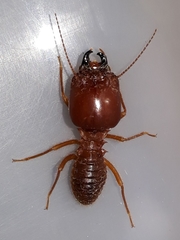 Syntermes barbatus