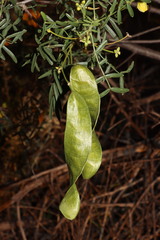 Senna glutinosa