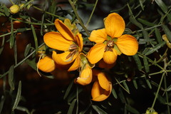 Senna glutinosa