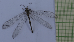Neuroleon chloranthe
