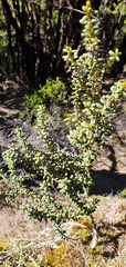 Olearia cymbifolia