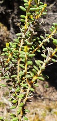 Olearia cymbifolia