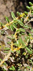 Olearia cymbifolia