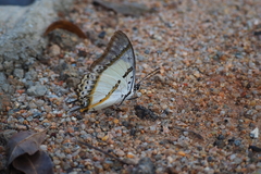 Polyura nepenthes
