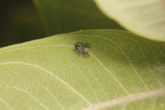 Phidippus insignarius